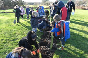 hedge planting